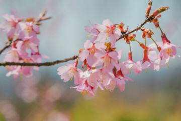 Obraz premium pink cherry blossom