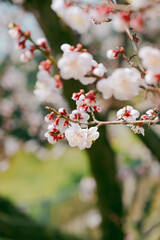 cherry tree blossom
