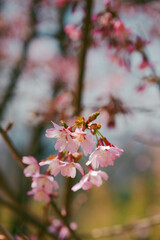 cherry blossom in spring