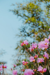 Pink azalea blooms before the green leaves. Thin pink leaves. Flower leaves fluttering under the blue sky