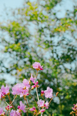 pink flowers in the garden