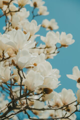 Fototapeta premium White Magnolia Flowers in Full Bloom Against Blue Sky