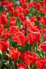 red tulips in the garden