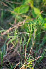 green grass in the forest