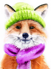 Watercolor illustration of a fluffy red fox wearing a green and purple knitted hat and scarf (This illustration was drawn by hand without the use of generative AI!)
