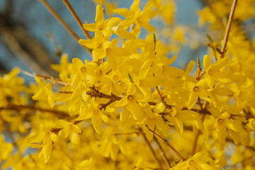yellow flowers in the wind