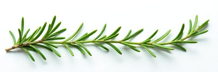 Fototapeta premium sprigs of rosemary in a sparse formation on white, botanical