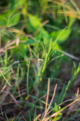 green grass in the forest