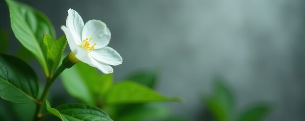 Fototapeta premium Solitary white blossom, vibrant green foliage, muted gray backdrop, blossom, stock photo