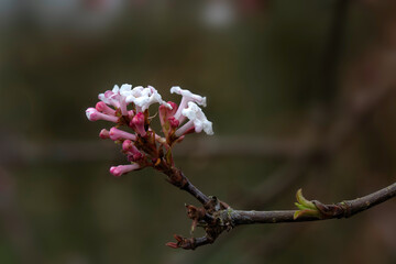 Closeup of flower cluster of Viburnum farreri 'Farrer's Pink' in a garden in spring