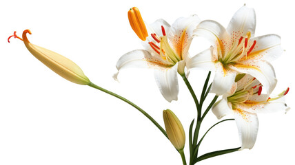 Naklejka premium tiger lily