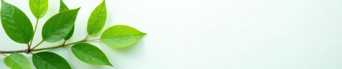 Fototapeta premium Green leaves and stems against a clean white surface, leaves, botanical, texture