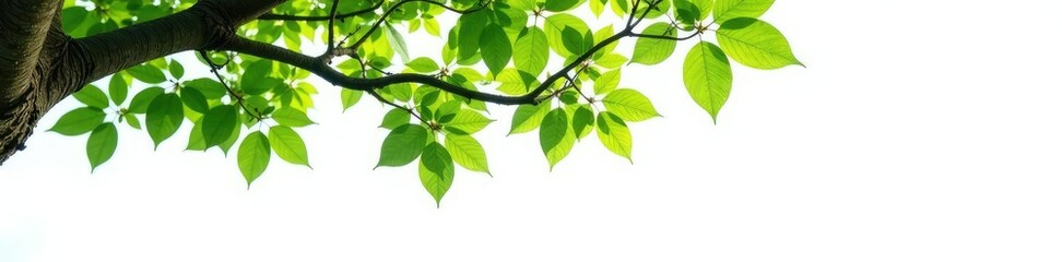 Naklejka premium Leafy canopy above isolated tree on white ground, canopy, isolated