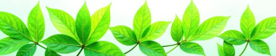 Obraz premium Leafy green foliage with delicate veins isolated on white background, green leaves, isolated, foliage