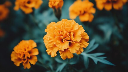 Obraz premium Orange Marigold Flowers Close Up