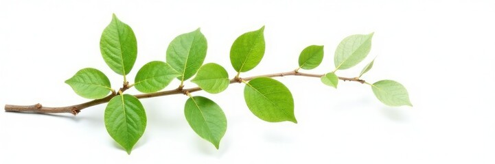 Fototapeta premium Single branch with delicate leaves isolated on white background, leafy, single stem, isolated branches
