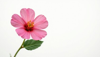 Fototapeta premium Single flower isolated on white background with soft focus effect, leaf, detail
