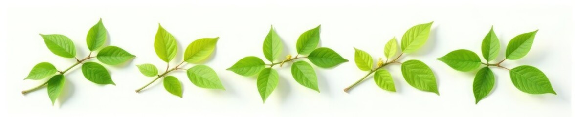 Obraz premium Sprigs of isolated leaves on a plain white background with warm sunlight, leaves, foliage, white