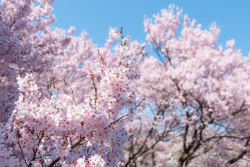 満開の桜