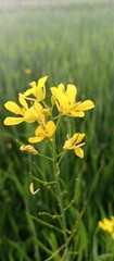yellow dandelion flower, Bright Yellow Mustard Flower Blooming in Green Field