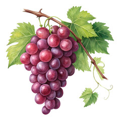 Fototapeta premium bunch of grapes isolated on transparent background