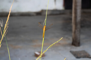 dragonfly on the ground