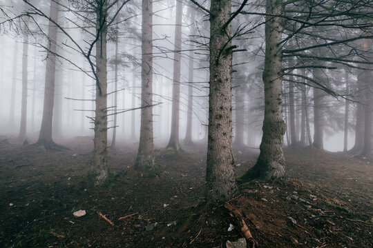 A misty forest with tall bare trees evokes a sense of tranquility creating a serene landscape shrouded in mystery and atmosphere