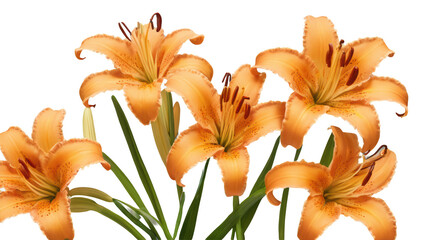 Fototapeta premium tiger lily