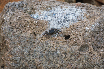 岩の上を歩くカニ