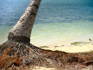 exposed root structure of a coconut palm tree on a beach in the Florida Keys after repeated exposure to the tides and currents