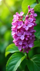 Vibrant lilac bouquet, lush green leaves, sunlight, vivid, leaves