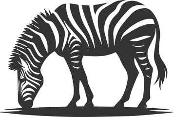 Zebra standing with head lowered grazing animal silhouette