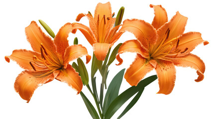 tiger lily