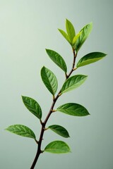 Obraz premium Delicate branch with slender leaves isolated on white background, branch details, texture