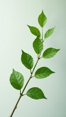 Fototapeta premium Delicate branch with thin leaves isolated on white background, leafy greens, nature