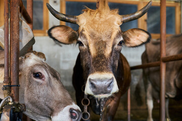 Two Cows Standing Together in Field