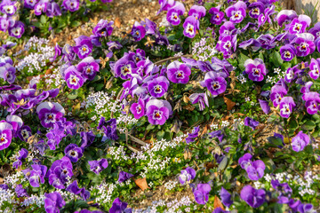 紫と白のビオラの花畑