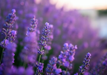 Obraz premium Beautiful lavender flowers blooming in a vibrant purple field