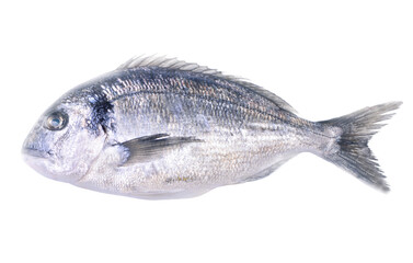 Fresh fish dorado on white background