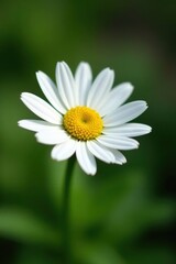 Obraz premium Single Marguerite daisy, vibrant white petals, yellow center , flower, isolated, close-up