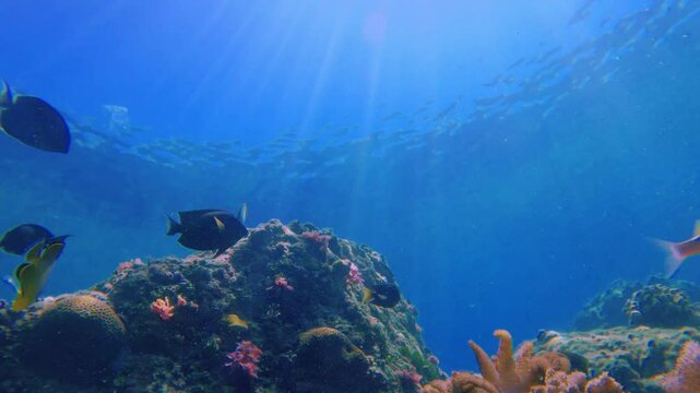 still bottom look up to sunlight reflection view of goatfishes Mullidae Sixbar orange wrasse black damsel  Blackback melon butterflyfish Black saddled toby Pomacanthus semicirculatus swimming around