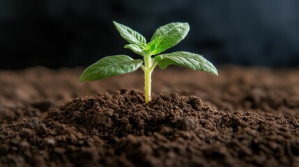 A healthy young plant emerging from dark, rich soil, emphasizing vitality and the perpetual cycle of life, as it grows and strives towards the warmth and light above.