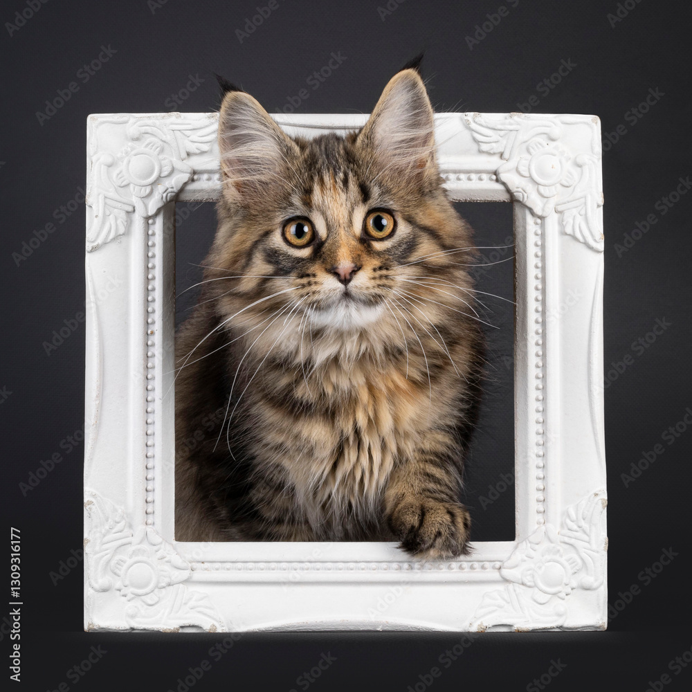 Aufkleber impressive black tabby tortie maine coon cat kitten, stepping through empty frame. looking curious t