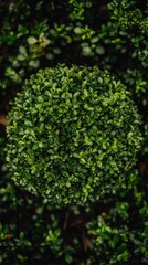 Lush green topiary ball in garden; nature background; gardening design