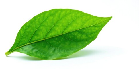 Fototapeta premium Green leaf isolated on white background, intricate details visible, foliage, botanical, nature