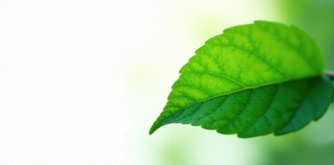 Obraz premium Green leaf isolated on white background with soft focus, closeup, foliage