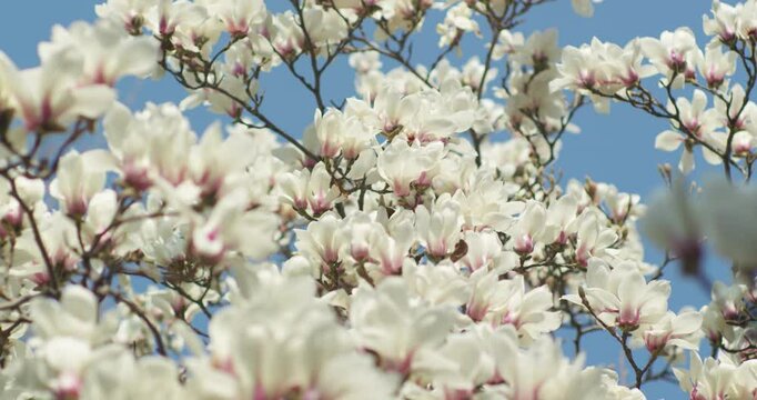 In spring, magnolia flowers are in full bloom.