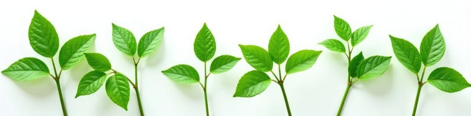 Green leaves and stems are isolated on a plain white background, plants, detail