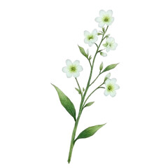 Delicate white flowers watercolor illustration nature scene botanical art serenity aesthetic viewpoint