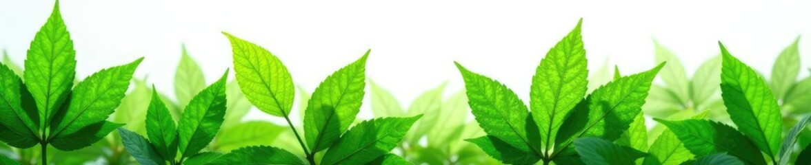 Fototapeta premium Leafy greens with delicate veins on white background, greens, flower, garden